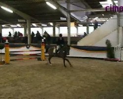 jumper For Finesse (Hanoverian, 2006, from For Edition)