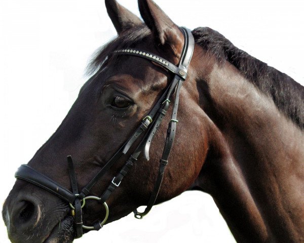 dressage horse Inari (Trakehner, 1999, from Abisko)