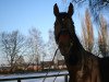 dressage horse Balzac 14 (Westphalian, 2002, from Barring)