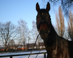 dressage horse Balzac 14 (Westphalian, 2002, from Barring)