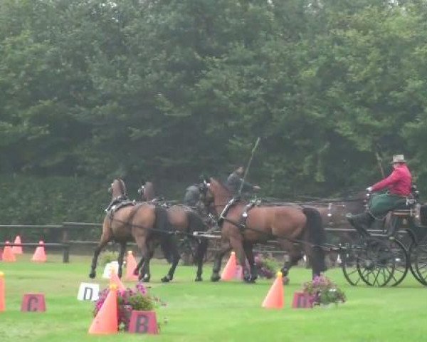 dressage horse Domingo 515 (Oldenburg, 1998, from Don Gregory)