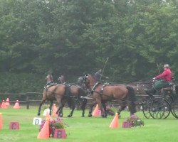 dressage horse Domingo 515 (Oldenburg, 1998, from Don Gregory)