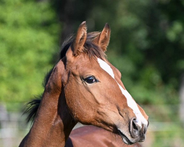 dressage horse Elli Macbeal CB (Westphalian, 2022, from Escolar)