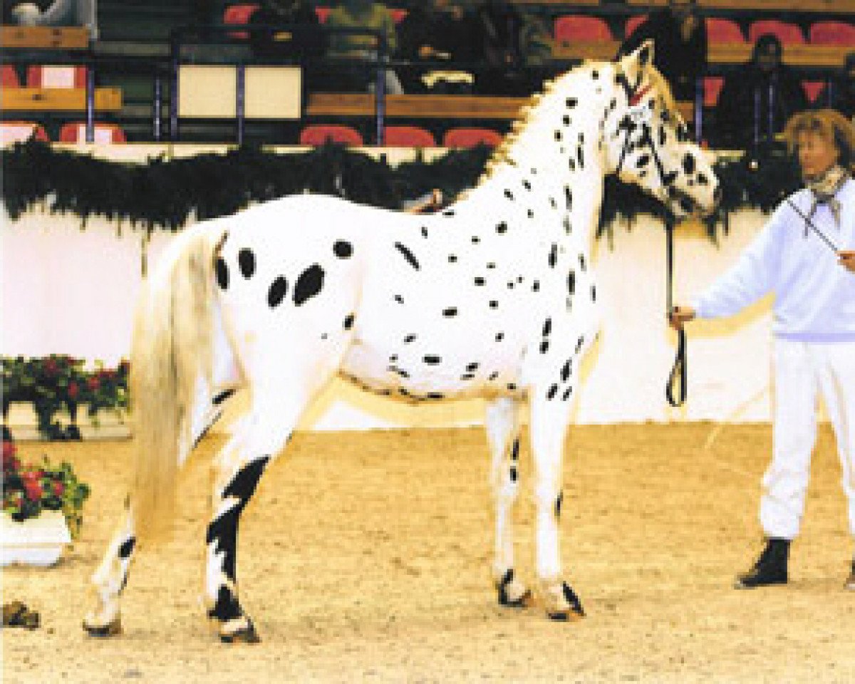 Deckhengst Prinzipal (Knabstrupper, 2003, von Prins af Surmose)