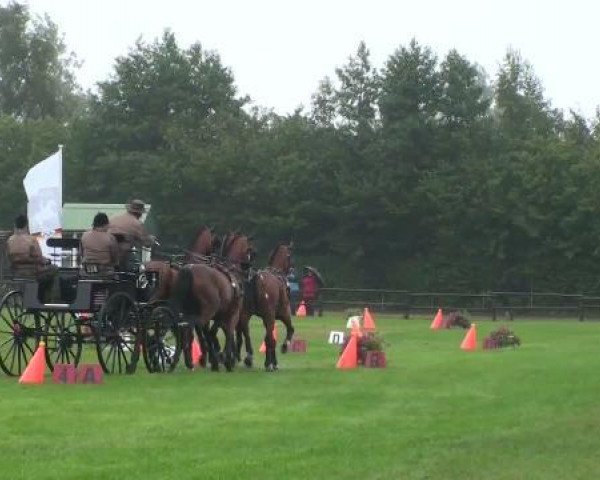 horse Szigony 2 (KWPN (Royal Dutch Sporthorse), 2003, from Renovo)