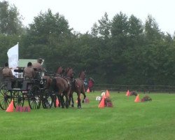 Pferd Szigony 2 (KWPN (Niederländisches Warmblut), 2003, von Renovo)