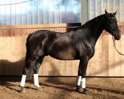 dressage horse Romanesko (Oldenburg, 2005, from Glock's Romanov)