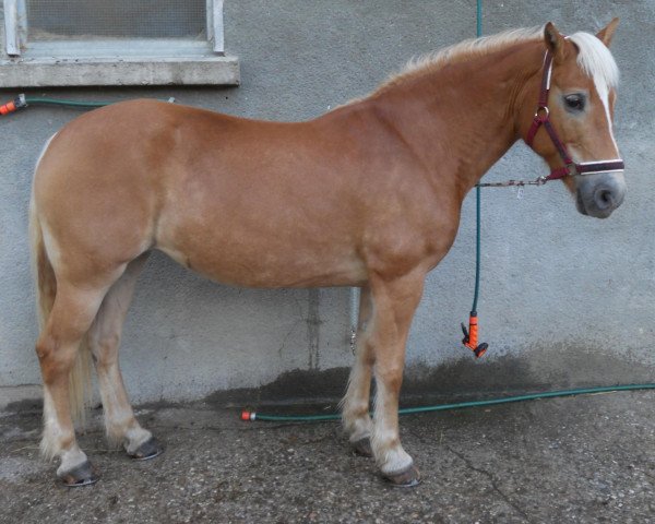 horse Ornella (Haflinger, 1994, from Bergwind)