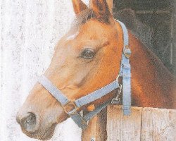 broodmare Jesinka (German Riding Pony, 1975, from Bwlch Minstrel)