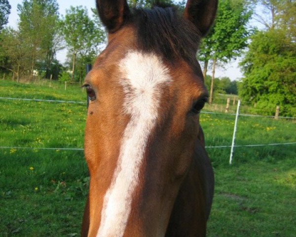 horse Corrado (German Riding Pony, 1994, from Condor)