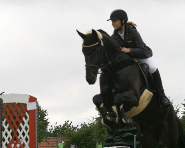 dressage horse Calif (Sachse, 2002, from Corgraf)