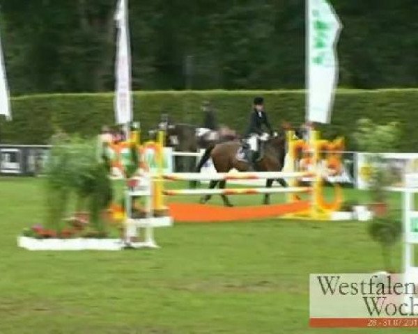 jumper Dave 21 (Hanoverian, 2003, from Drosselklang II)