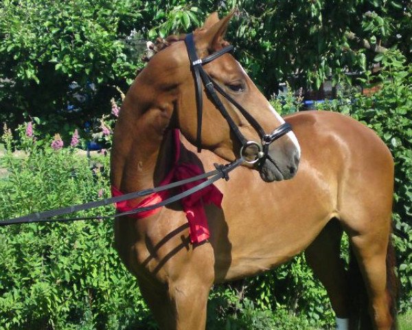 dressage horse Helena (Hessian Warmblood, 2006, from High Spirits)