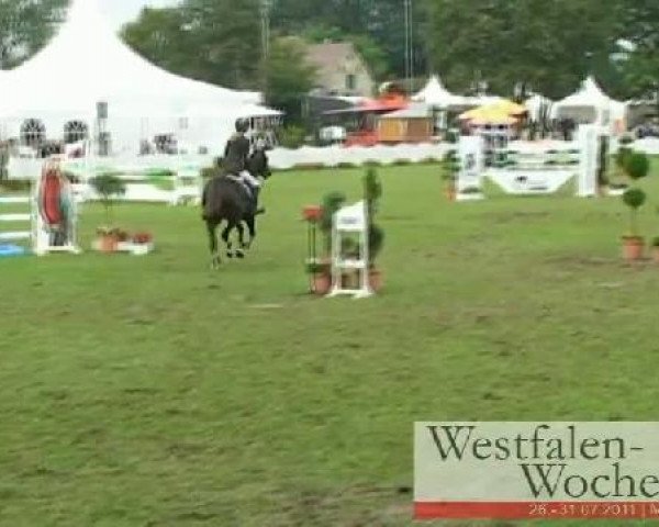 Dressurpferd Pascalina 9 (Deutsches Reitpony, 2005, von Principal Boy)