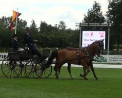 dressage horse Pamino 73 (Saxony-Anhaltiner, 2001, from Paradiesvogel)