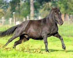 Pferd Loxley (Shetland Pony, 2005)