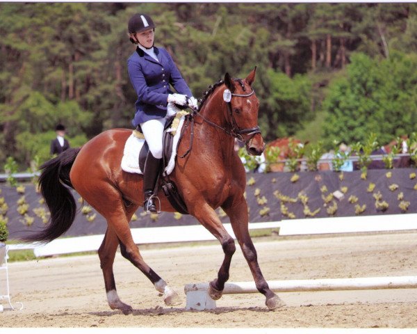 horse Pico (Hanoverian, 2000, from Sevillano xx)