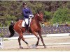 horse Pico (Hanoverian, 2000, from Sevillano xx)