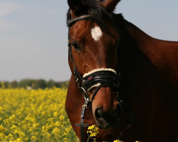 dressage horse Amadeus 650 (Westphalian, 2000, from Ad hoc)