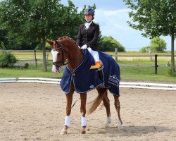 dressage horse Luigi 255 (Oldenburg, 2009, from Lord Loxley I)