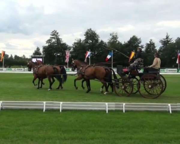 dressage horse Do Marina (Hessian Warmblood, 2001, from Dormello)