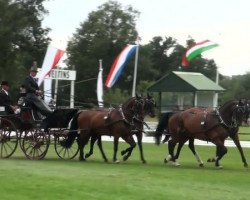 dressage horse Werra 87 (Hanoverian, 2003, from Wolkentanz I)