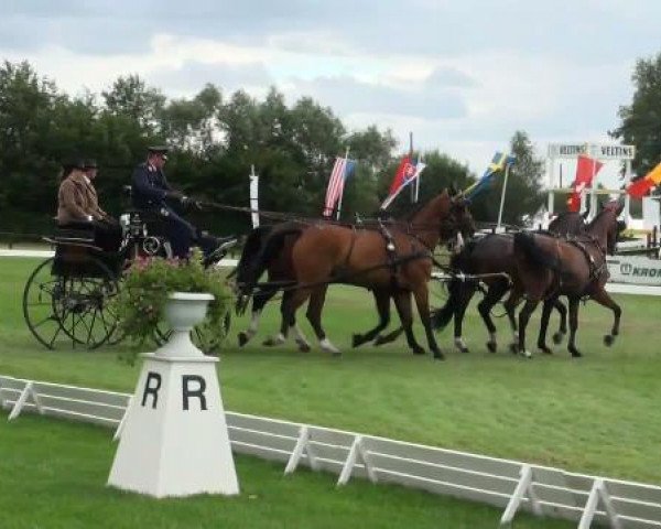 horse Shakira 88 (Württemberger, 2000, from Sterntänzer)