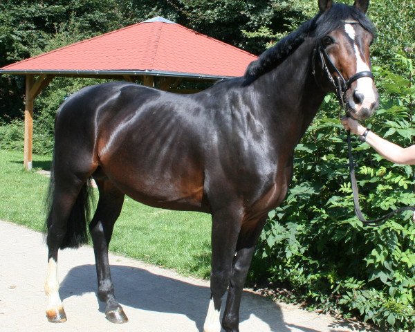 horse Scatman sch (German Warmblood, 2006, from Shetan Sch)