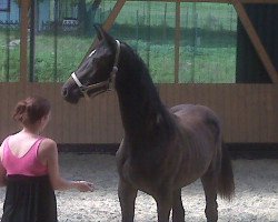 broodmare Cyralana (Westphalian, 2009, from Cyrano)