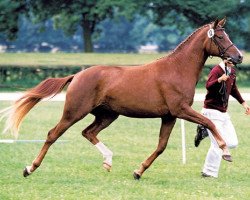 broodmare Passionata (Brandenburg, 1996, from Brandenburger)