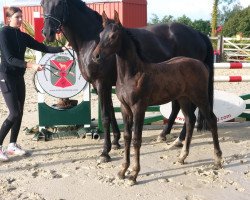 Springpferd Taloudiva S (Westfale, 2022, von Taloubet Z)