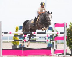 jumper Chacco Fair (Oldenburg show jumper, 2017, from Chacoon Blue)