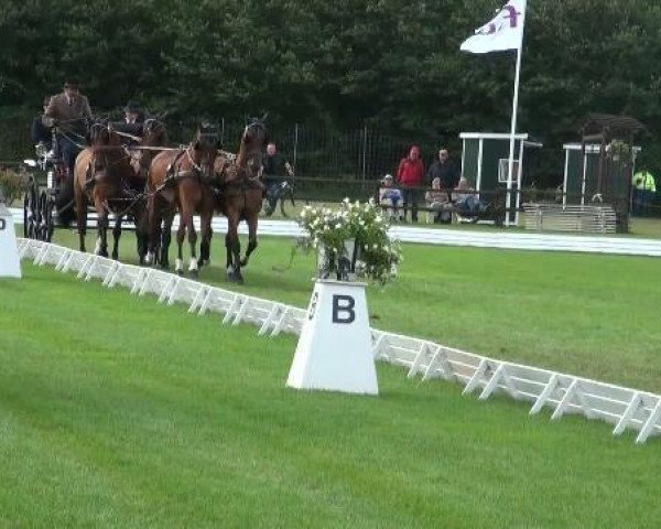 jumper Thunderstream (Holsteiner, 1999, from Candillo Z)