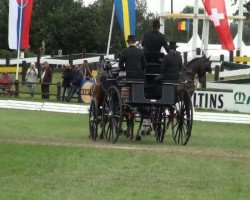 dressage horse Red-Run (Oldenburg, 2000, from De Niro)