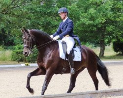 dressage horse Foo Fighter 6 (Oldenburg, 2013, from Franziskus FRH)