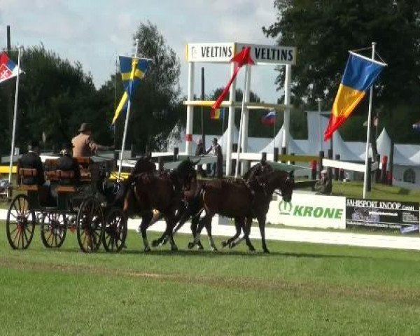 Pferd Vagabund 120 (Sächs.-Thür. Schweres Warmbl., 2003, von Valerius Mo 1478)