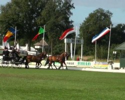 Pferd Bakir 2 (Polnisches Warmblut, 2000, von Pastisz)