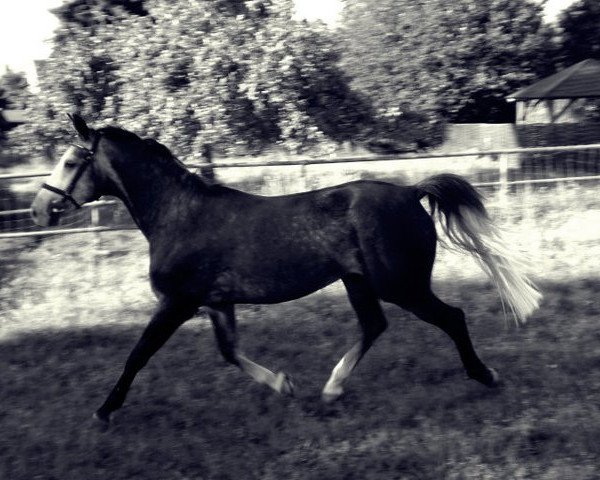 dressage horse Cappocino 5 (Oldenburg, 2003, from Curacao I)