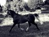 dressage horse Cappocino 5 (Oldenburg, 2003, from Curacao I)