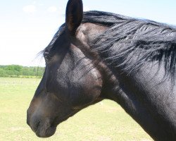 broodmare Püppi (Sachse, 2001, from Point)