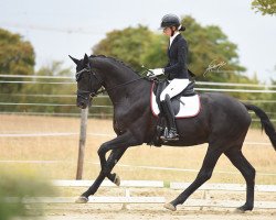 dressage horse Cum Laude 12 (Trakehner, 2018, from Schwarzgold)