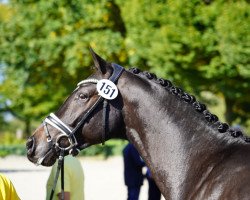 stallion Shadow Dancer 2020 (Hanoverian, 2020, from Spökenkieker V)