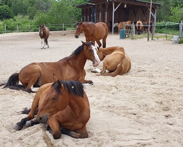 horse Floronso Ds (German Warmblood, 2008, from Benedict)