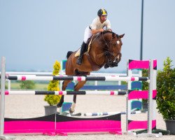 Springpferd Quanta Costa van het Distelhof (Belgisches Warmblut, 2016, von Arezzo VDL)