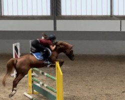 jumper Cello (German Riding Pony, 2000, from Columbo)