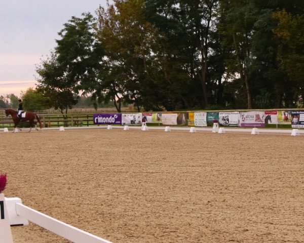 Dressurturnier Ruhlsdorf 2022