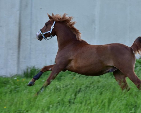 dressage horse Salvano Von Der Geest (German Riding Pony, 2010, from Sandro)