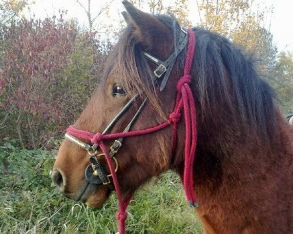 horse Askur vom Grenzland (Iceland Horse, 2006, from Álfur vom Grenzland)