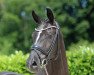 dressage horse Schokokiss (Westphalian, 2016, from Sir Heinrich OLD)