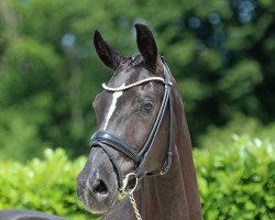 Dressurpferd Schokokiss (Westfale, 2016, von Sir Heinrich OLD)